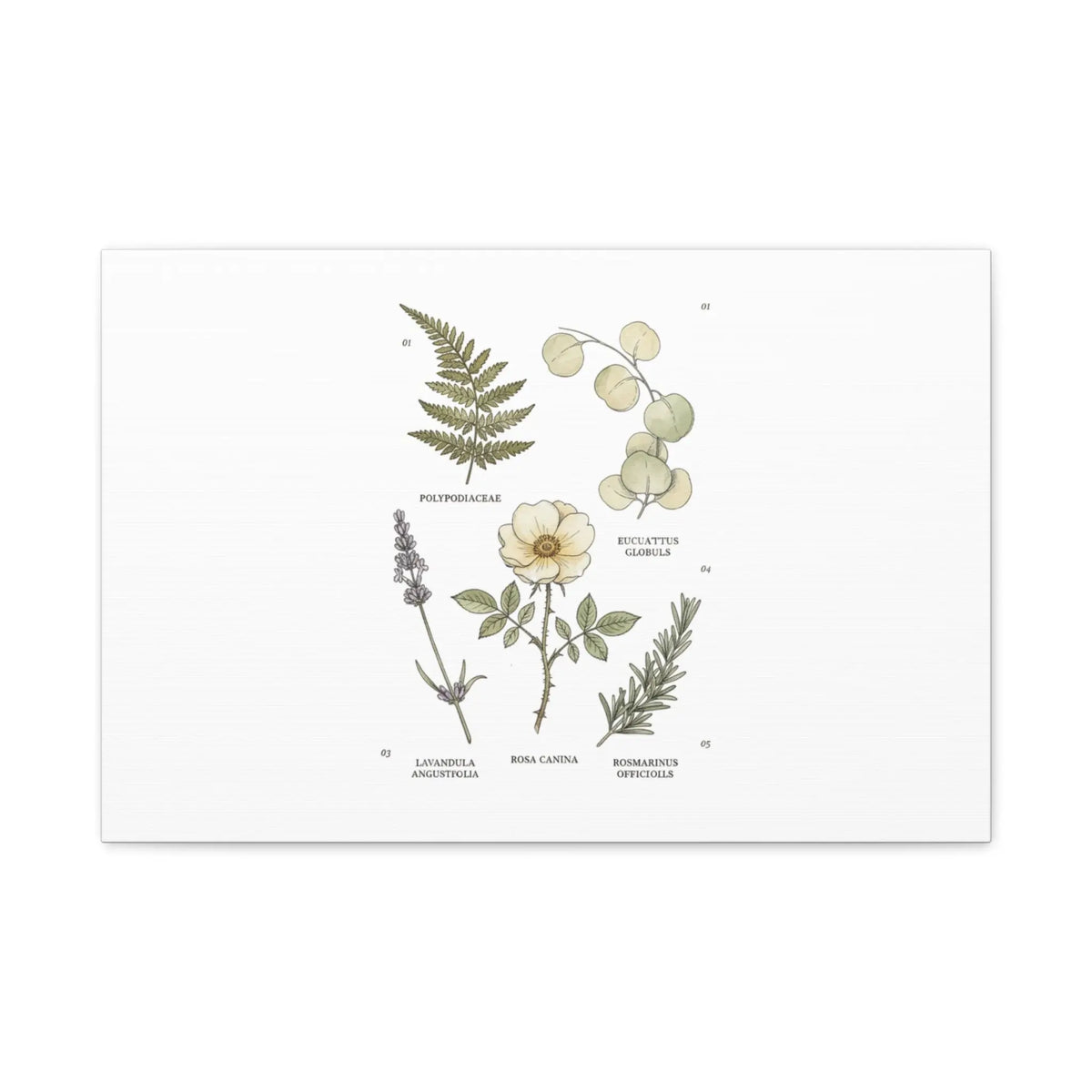 Botanical Illustration Canvas | Herbarium Wall Print, Vintage Plant Diagram Printify