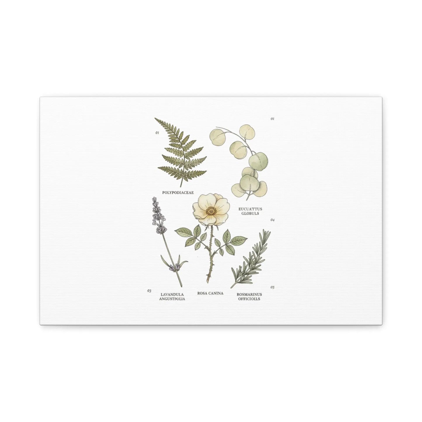 Botanical Illustration Canvas | Herbarium Wall Print, Vintage Plant Diagram Printify