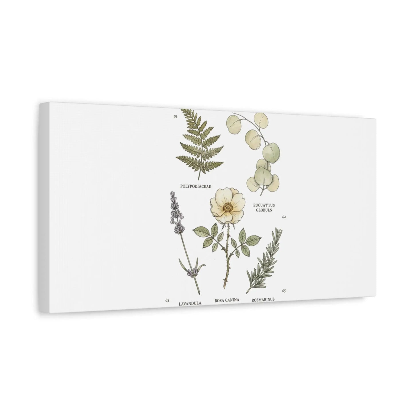 Botanical Illustration Canvas | Herbarium Wall Print, Vintage Plant Diagram Printify