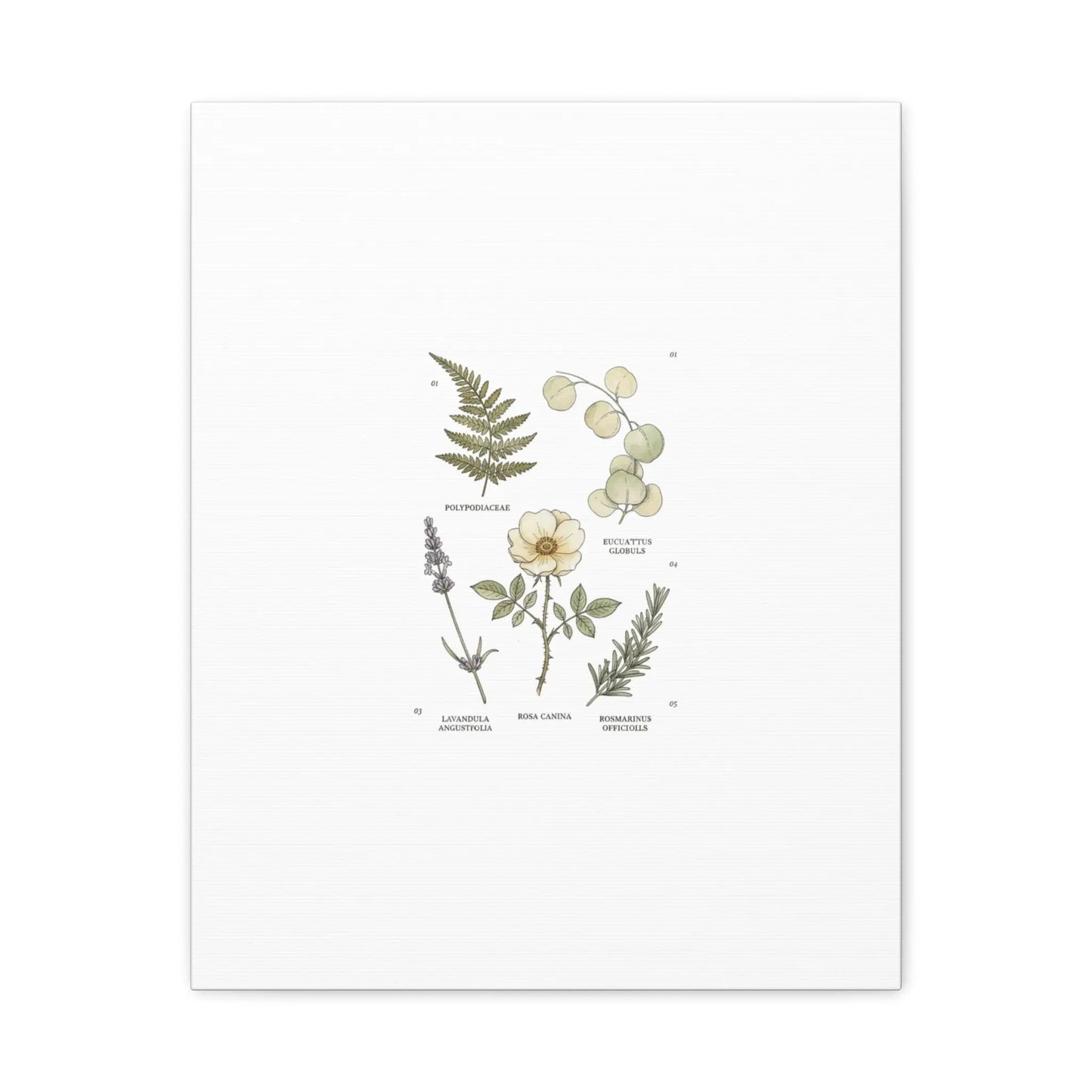 Botanical Illustration Canvas | Herbarium Wall Print, Vintage Plant Diagram Printify