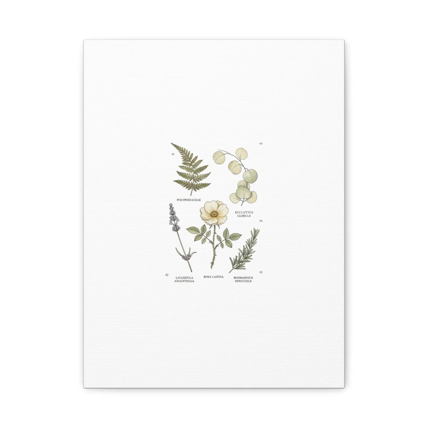 Botanical Illustration Canvas | Herbarium Wall Print, Vintage Plant Diagram Printify