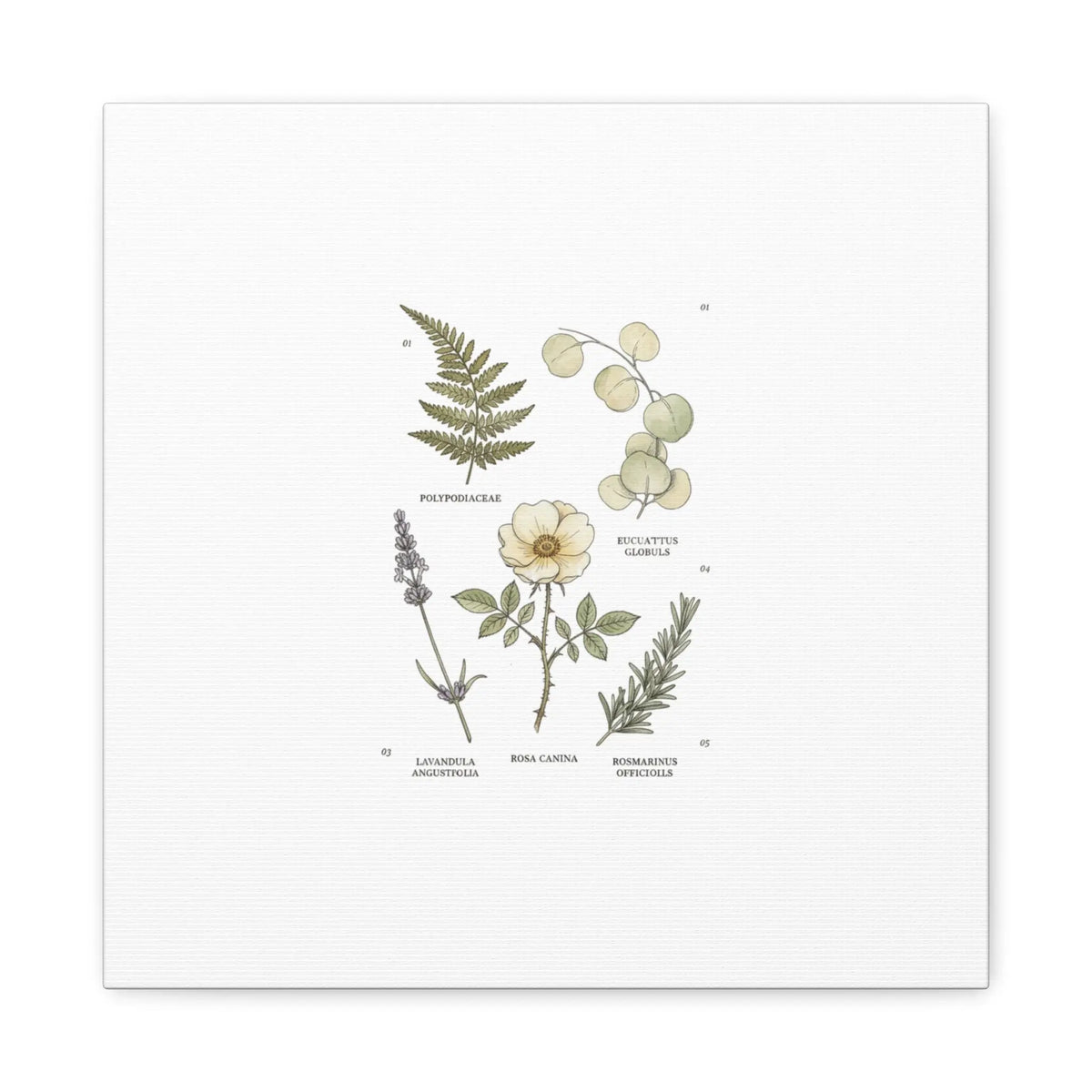 Botanical Illustration Canvas | Herbarium Wall Print, Vintage Plant Diagram Printify