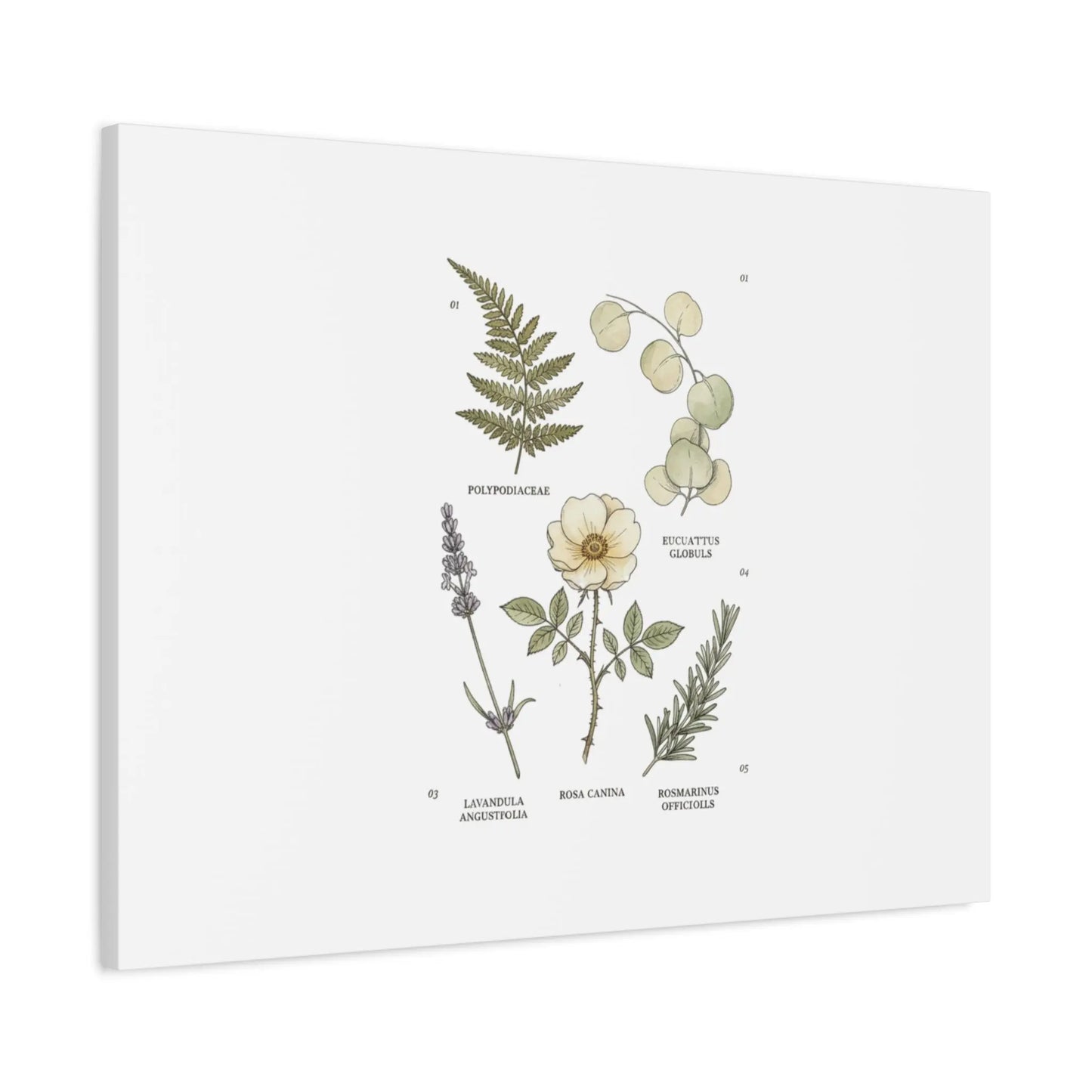 Botanical Illustration Canvas | Herbarium Wall Print, Vintage Plant Diagram Printify