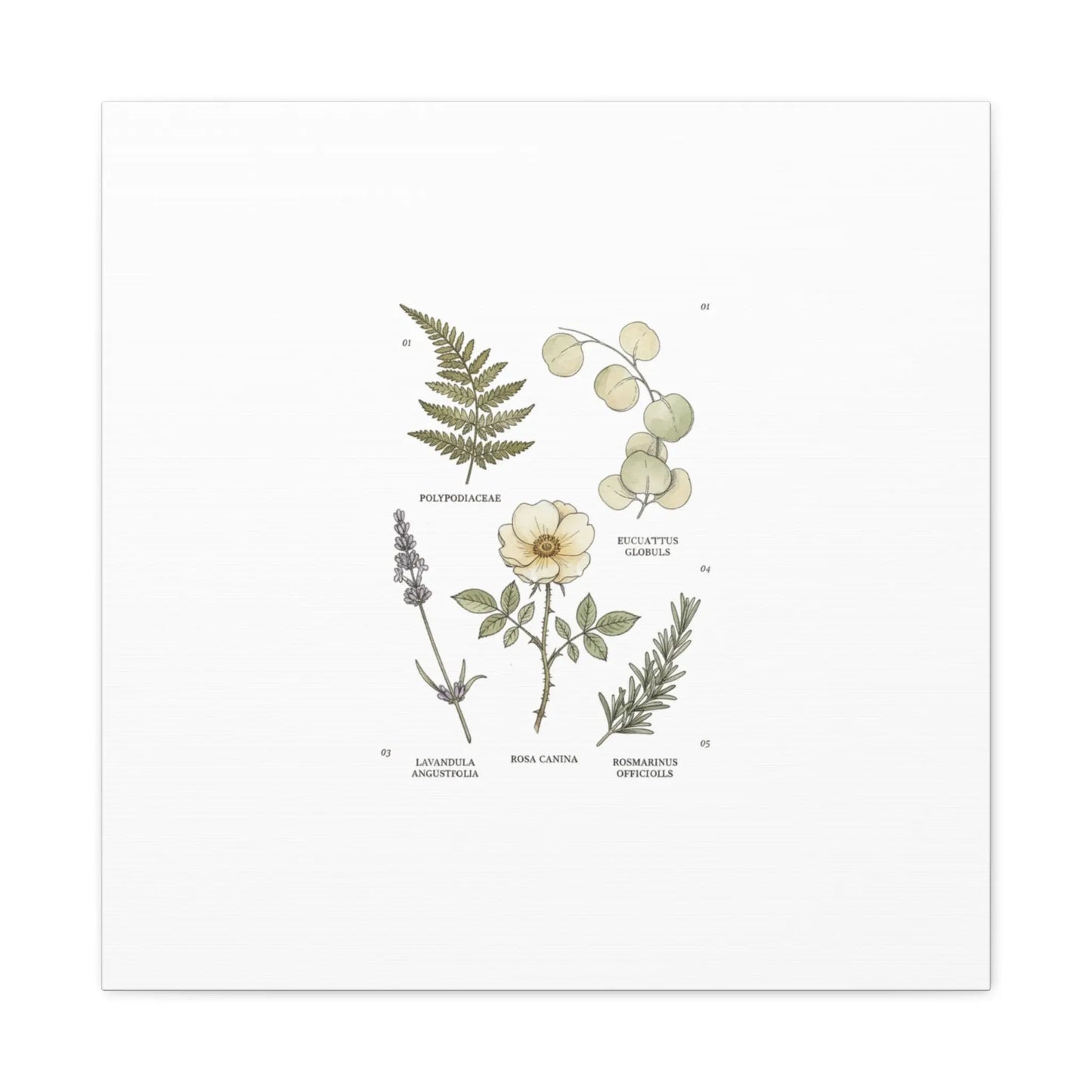 Botanical Illustration Canvas | Herbarium Wall Print, Vintage Plant Diagram Printify