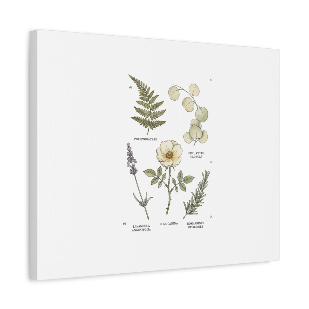 Botanical Illustration Canvas | Herbarium Wall Print, Vintage Plant Diagram Printify
